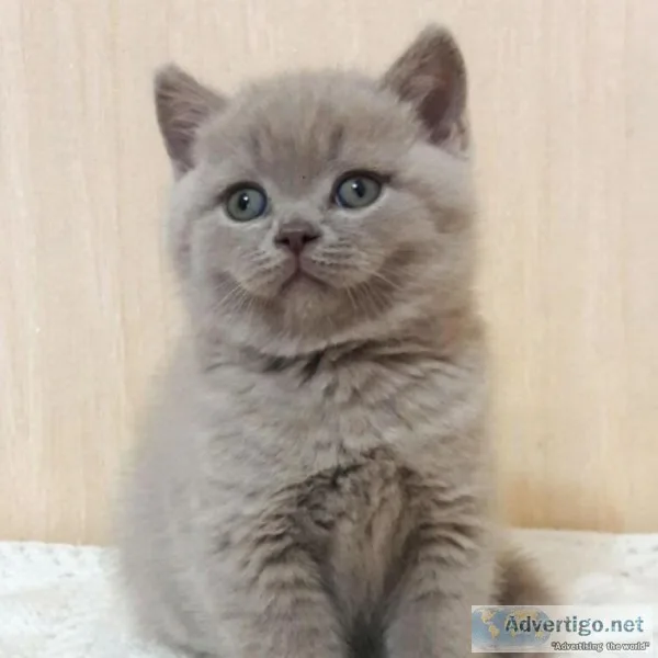 British short hair kittens