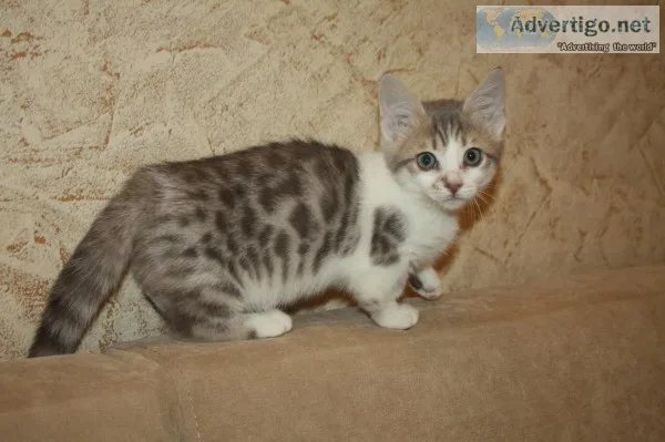 Reduced prices cutestl munchkin kittens