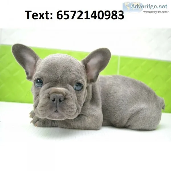 French bulldog, rare blue color for sale