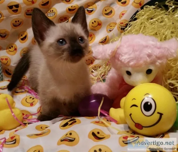 Reduced prices cutestl munchkin kittens