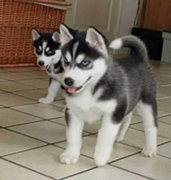 Cute siberian husky puppies