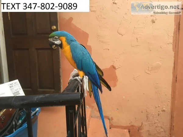 Bonded blue and gold macaws m/f
