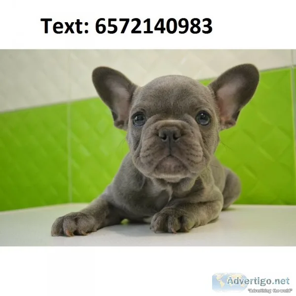 French bulldog, rare blue color for sale
