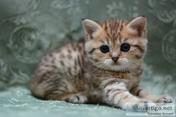 British short hair kittens