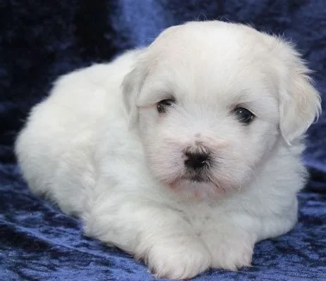 Teacup pomeranian pup looking for new ho