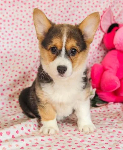 Pembroke welsh corgi puppies 