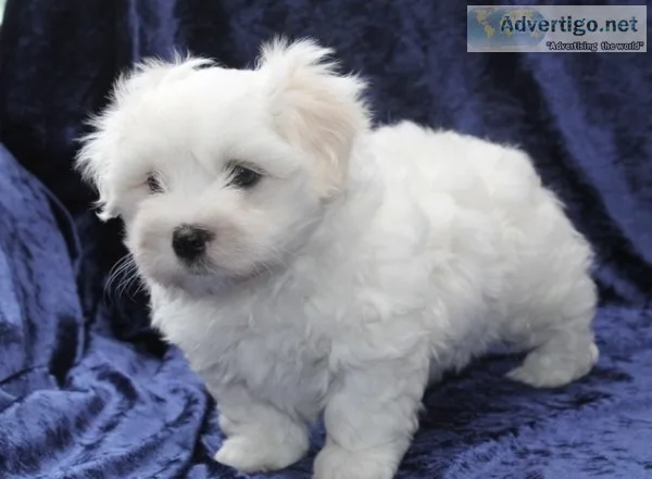 Gorgeous pomeranian pup in search of