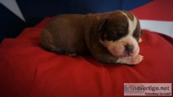 Beautiful olde english bulldogge for new