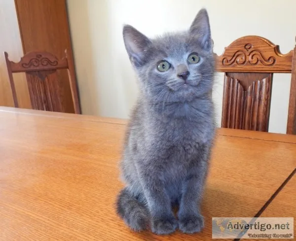 Precious russian blue kittens for sale