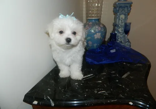 Maltese puppy in serach of a new home