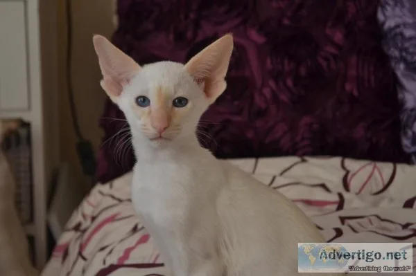 Seal siamese kitten