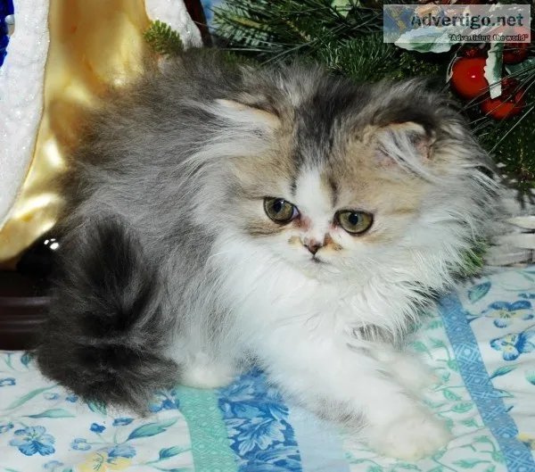 Cfa registered adorable persain kittens