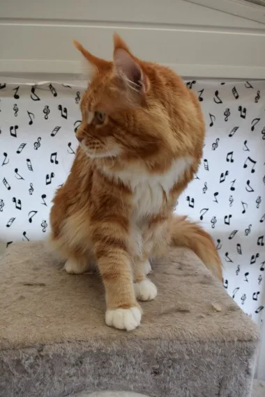 Mainecoon kittens