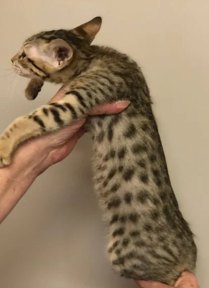 F3 and f5 savannah kitten