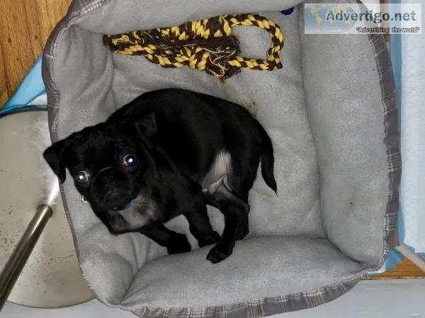 The most adorable pug puppy