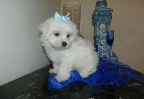 Cute maltes pup saerching for new home