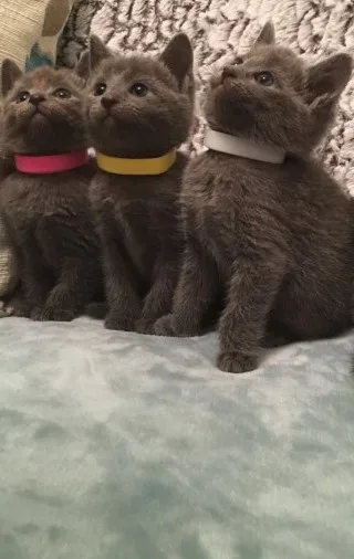 Precious russian blue kittens for sale