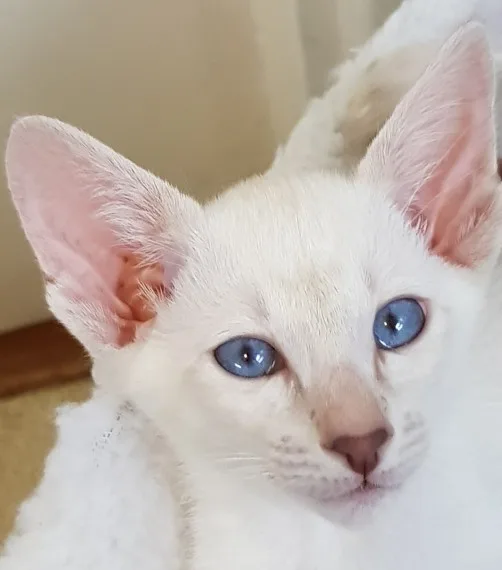 Seal siamese kitten