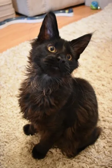 Mainecoon kittens