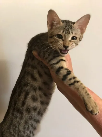 F3 and f5 savannah kitten