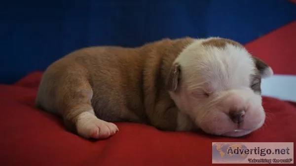 Beautiful olde english bulldogge for new