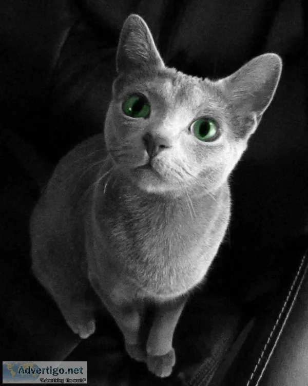 Precious russian blue kittens for sale