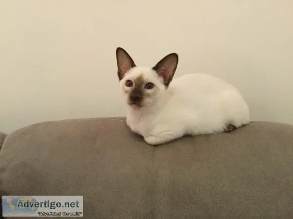 Seal siamese kitten