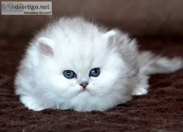 Cfa registered adorable persain kittens