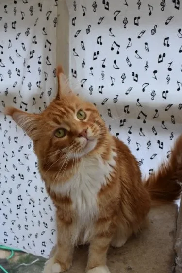 Mainecoon kittens
