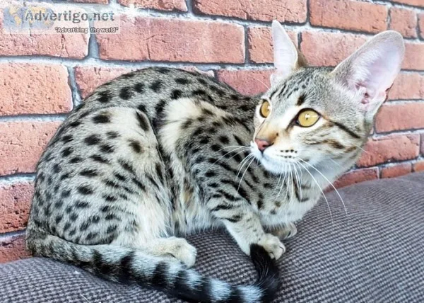 F3 and f5 savannah kitten