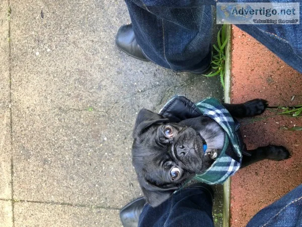 The most adorable pug puppy