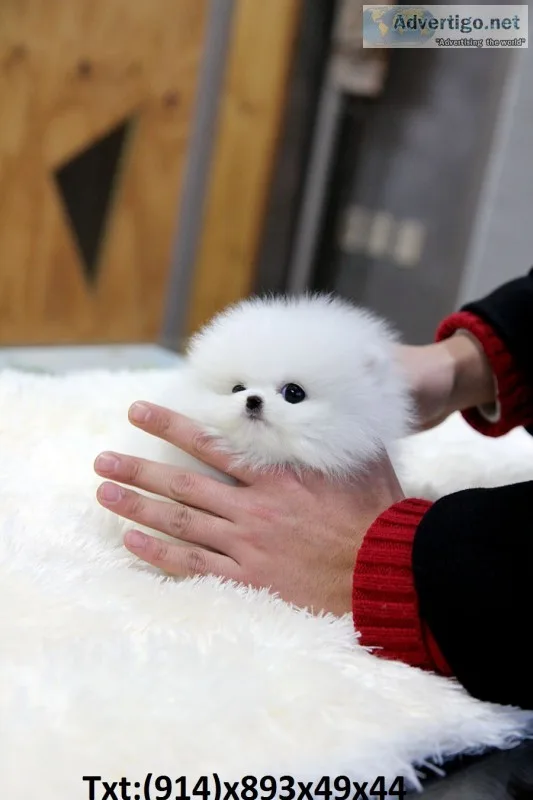 Cute teacup pomeranian pup looking for n