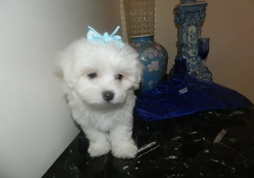 Cute maltes pup saerching for new home
