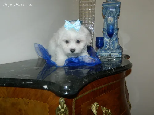Cute polly maltese pup in search of new 