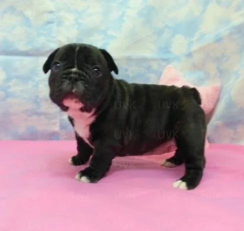 Beautiful fluffy french bulldog puppies
