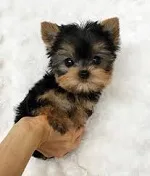 T=cuo tiny yorkie for sale