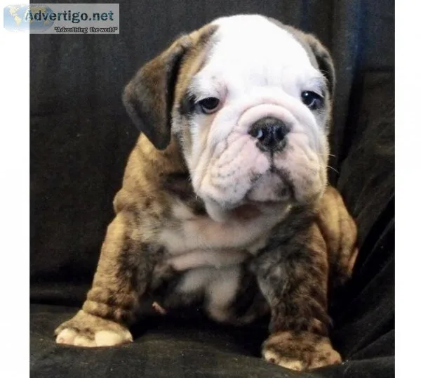English bulldogg searching for new home