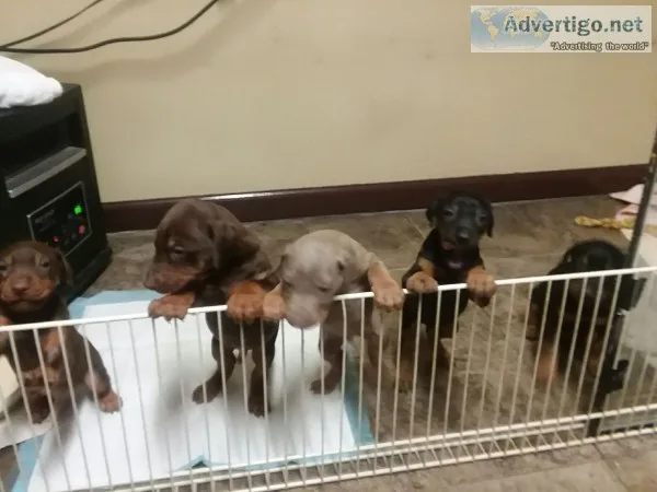 Akc registered doberman pinscher puppies