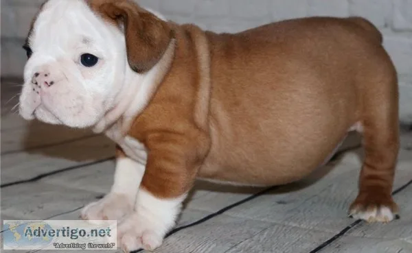 English bulldogg puppy looking for a new