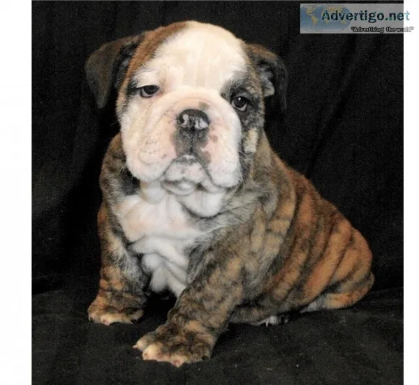 Akc english bulldogg pup looking for a h