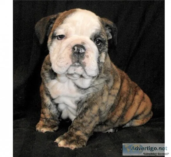 English bulldogg searching for new home