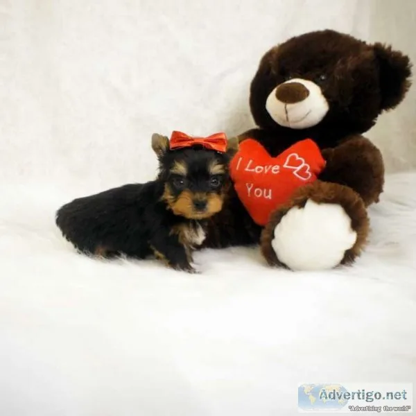 Cute rossy english bulldogg ready for ne