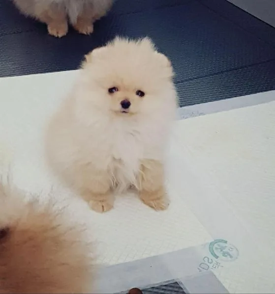  intelligent female pomeranian puppy