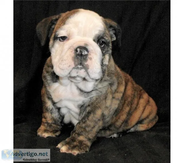 Cute rossy english bulldogg ready for ne