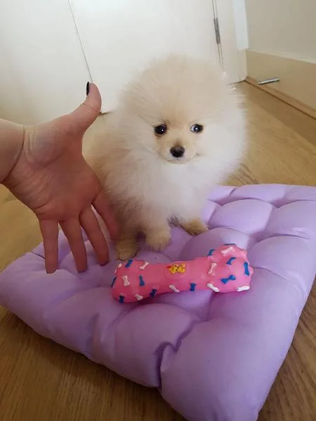  intelligent female pomeranian puppy
