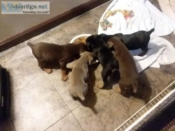 Akc registered doberman pinscher puppies