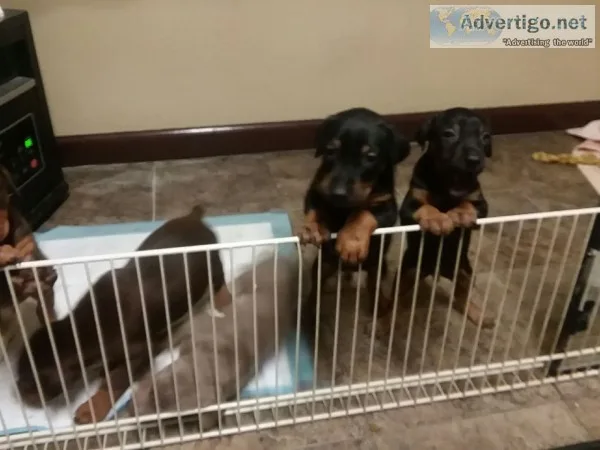 Akc registered doberman pinscher puppies