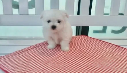 Dawn maltese pups for sale