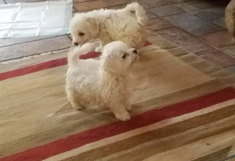 Omour maltese pups for sale