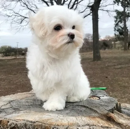 Uiur maltese pups for sale